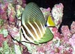 Sailfin Tang